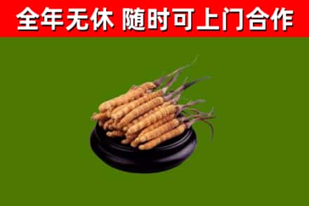 乌兰浩特烟酒回收冬虫夏草.jpg